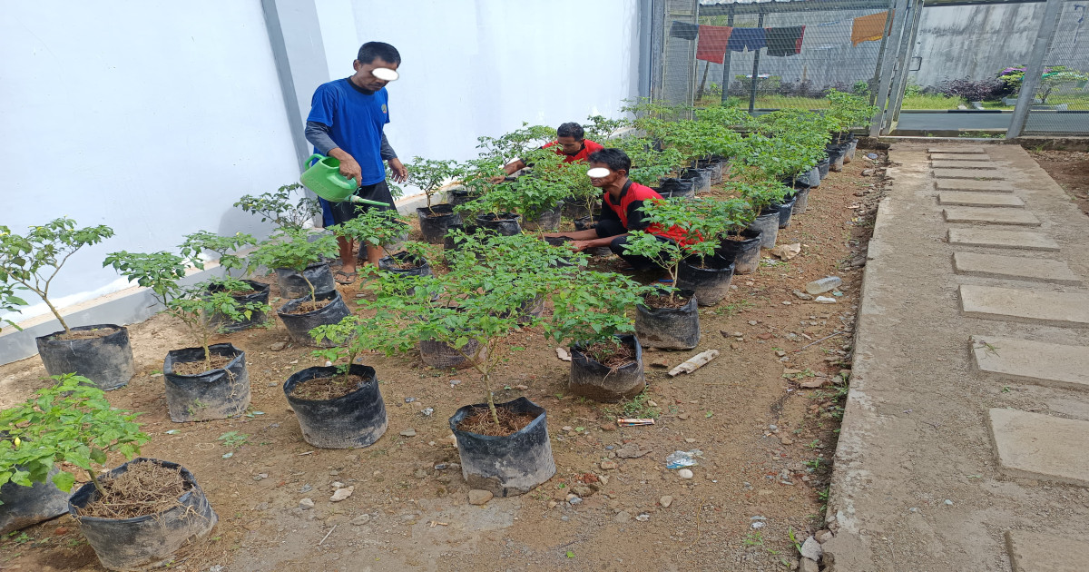 WBP Lapas Narkotika Karang Intan Tanam 250 Bibit Cabai Rawit, Perkuat Program Ketahanan Pangan