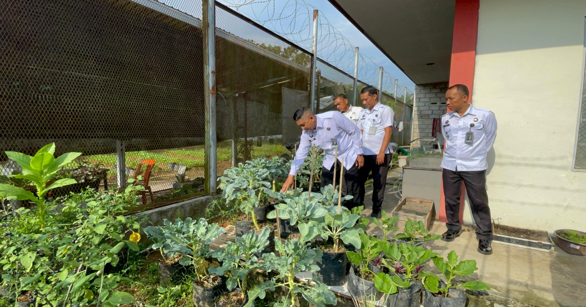 Kalapas Pantau Langsung Pertumbuhan Kembang Kol di Kebun Pasca-Rehabilitasi