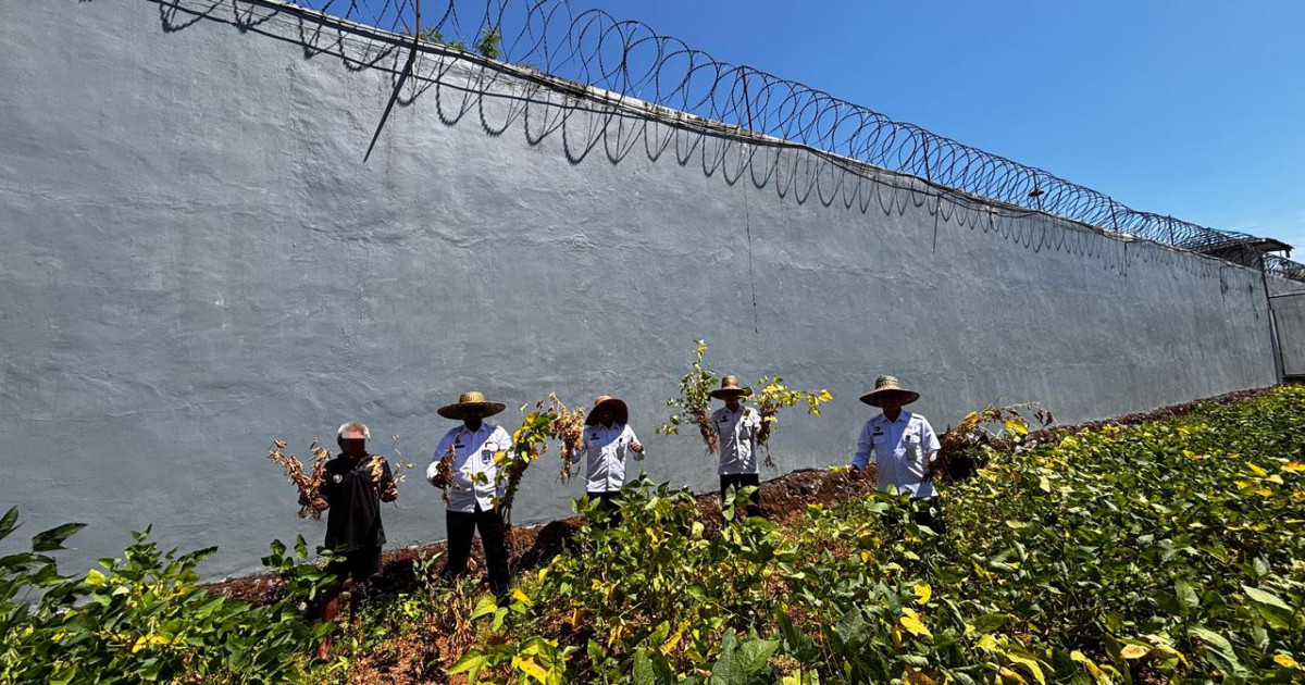 Lapas Narkotika Karang Intan Panen Kedelai, Dukung Ketahanan Pangan Nasional dan Pembinaan Kemandirian Warga Binaan